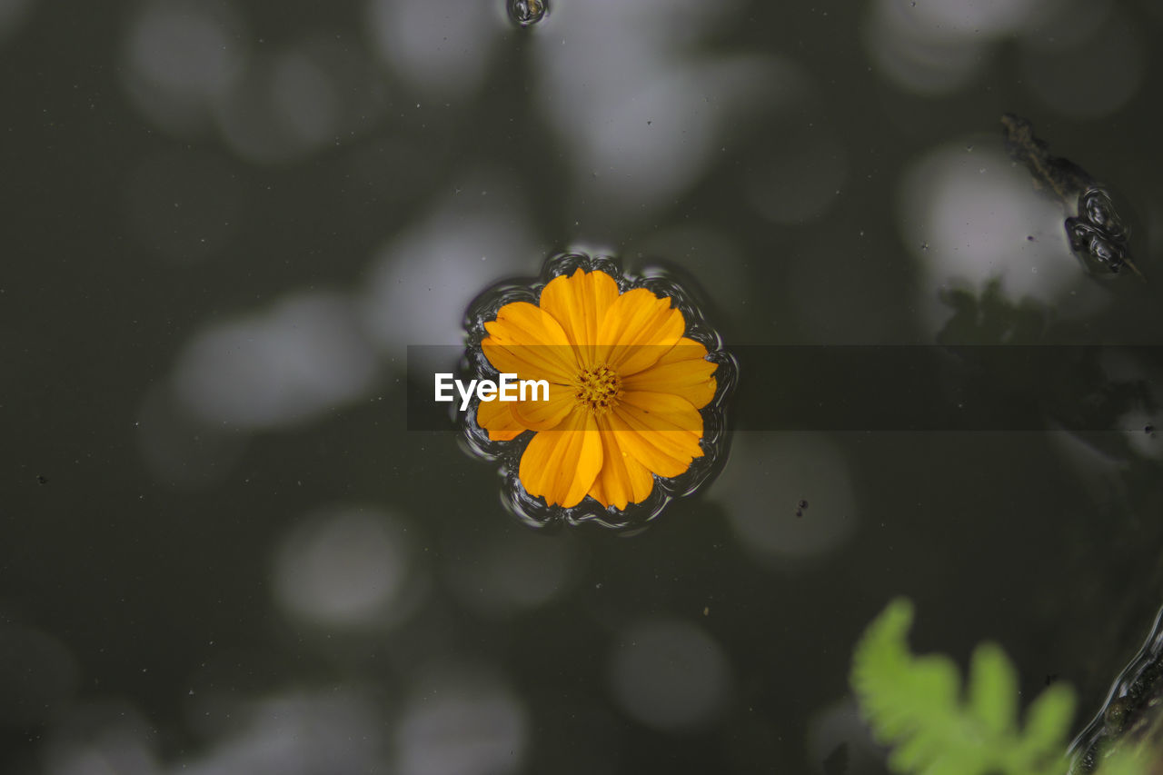 HIGH ANGLE VIEW OF YELLOW FLOWER