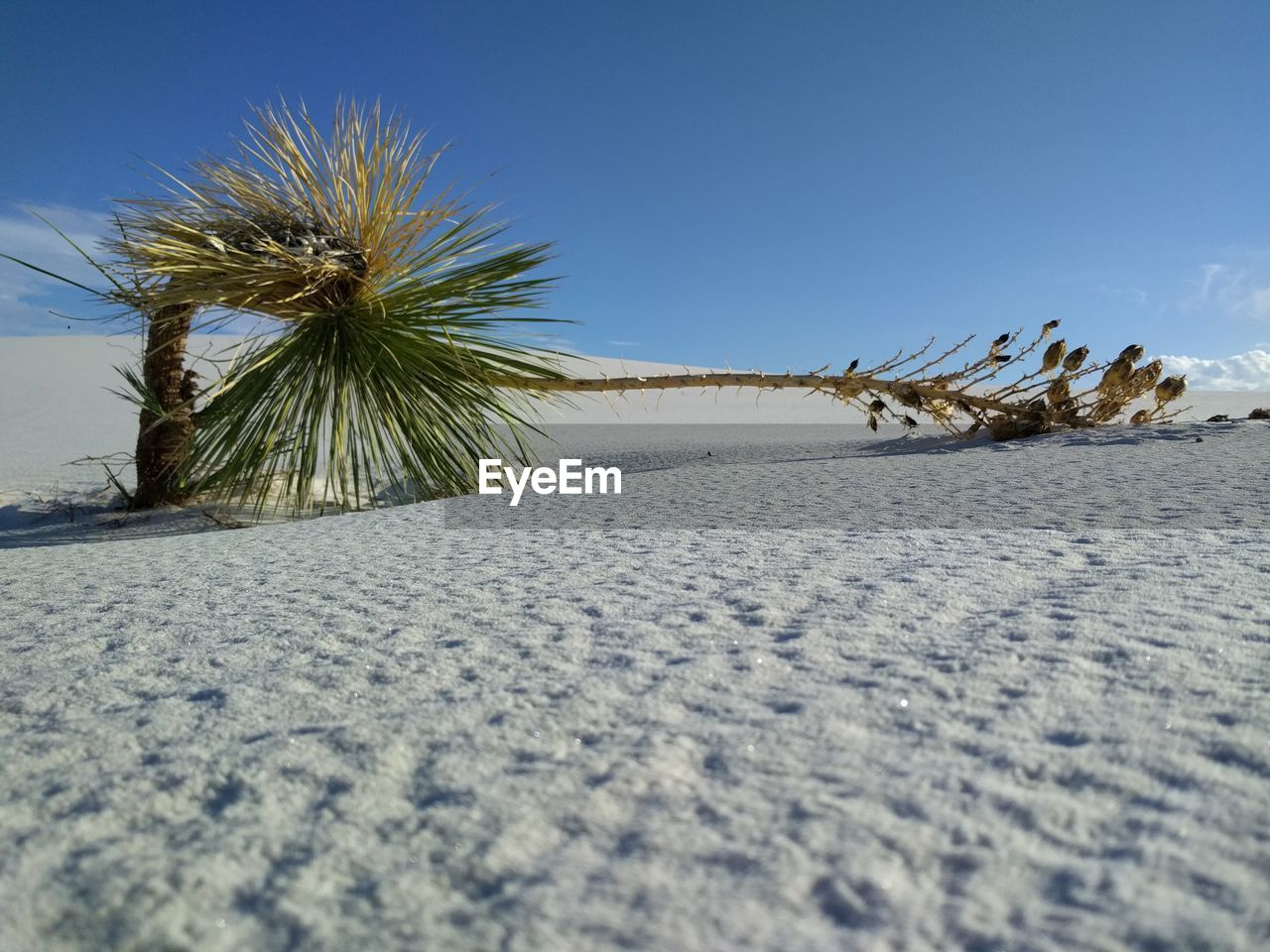 Low angle view of trees against clear blue sky