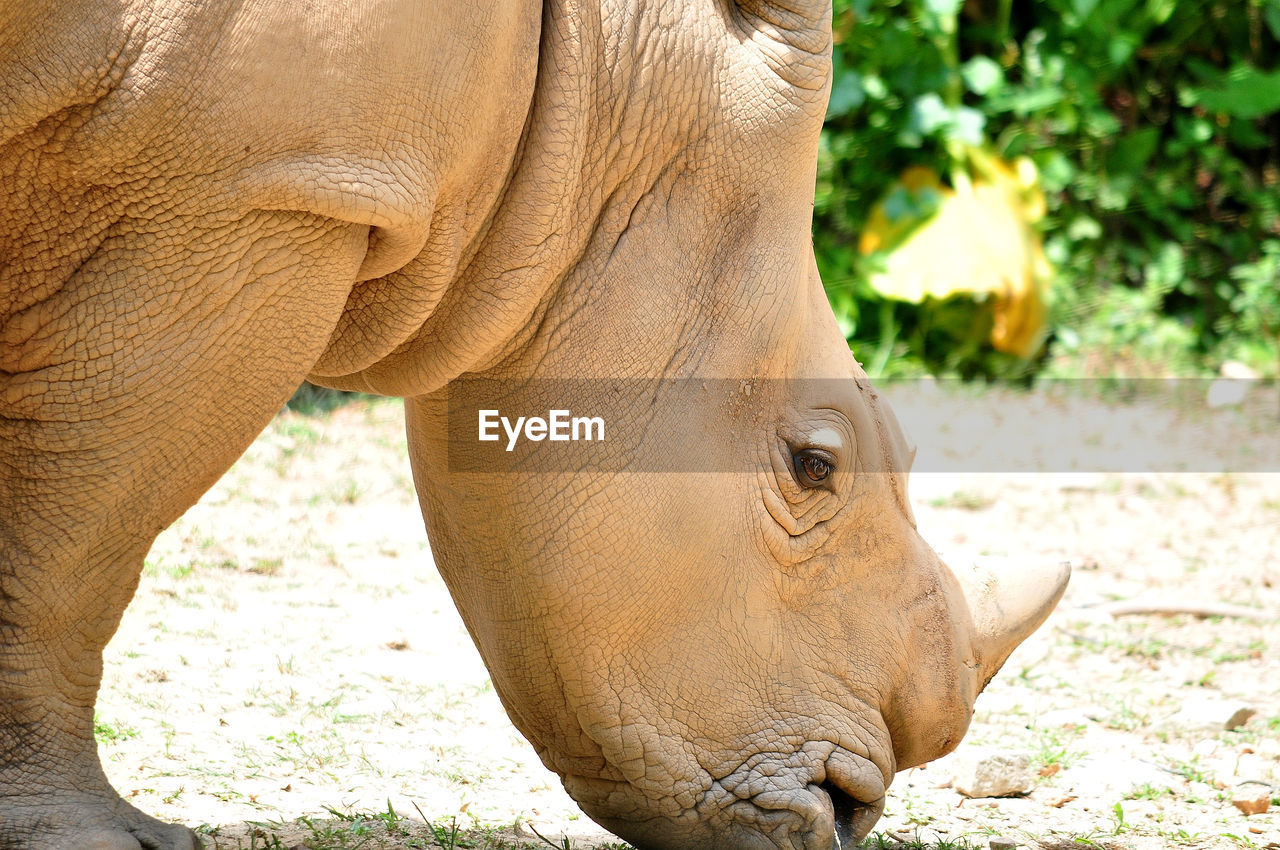 Sumatran rhino found in malaysia is one of the most endangered mammals in malaysia
