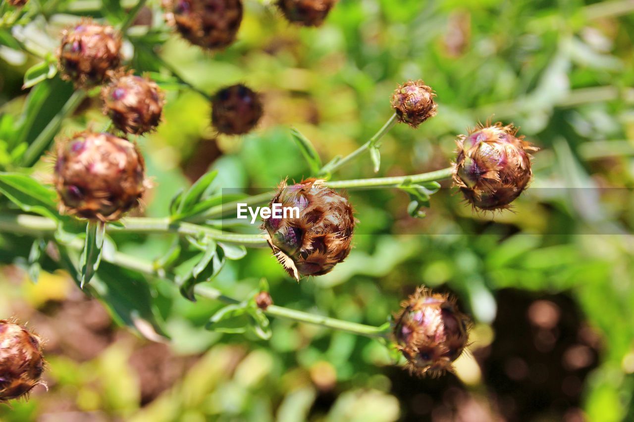 CLOSE-UP OF BLACKBERRIES