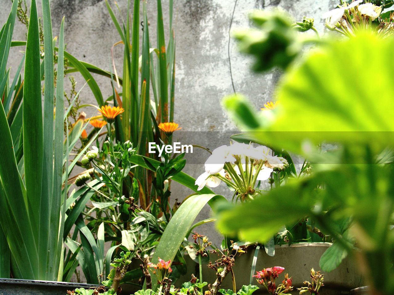 Close-up of flowers