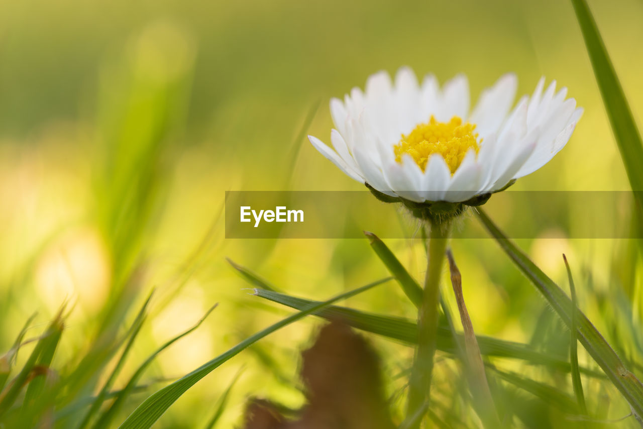 Close-up of white flowering plant on field