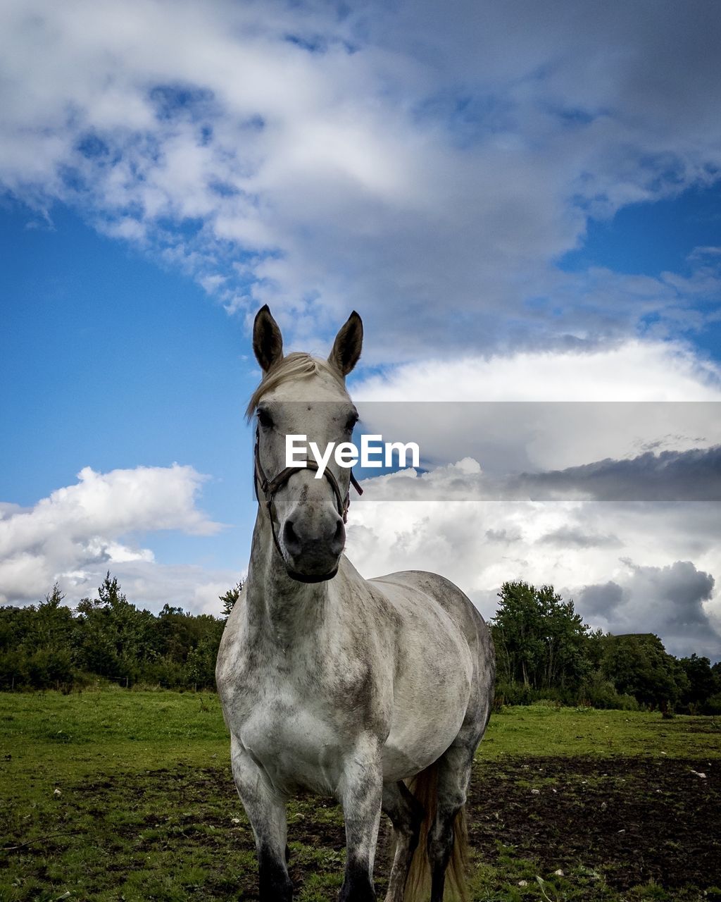 Horse on field against sky