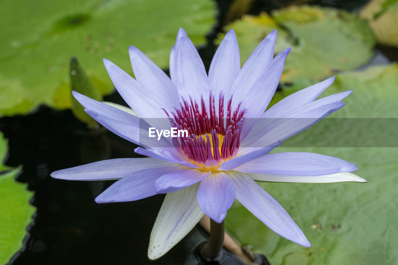 CLOSE-UP OF PURPLE WATER LILY