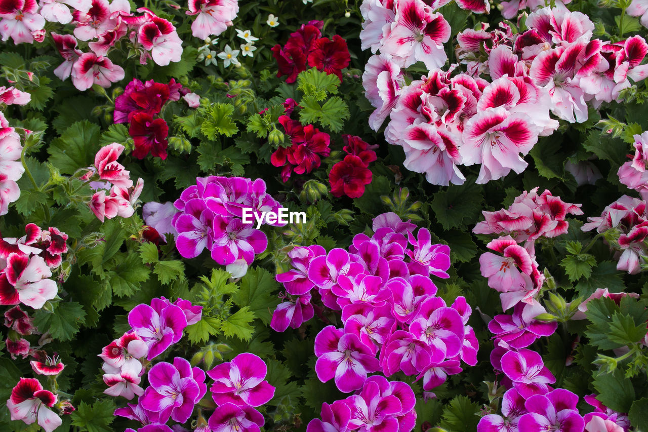 High angle view of pink flowering plants