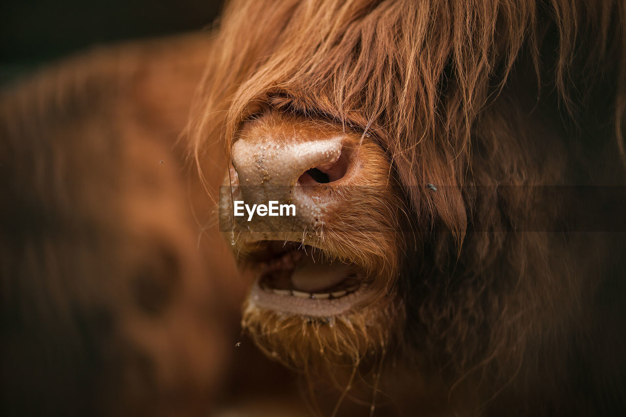 CLOSE-UP OF A LION