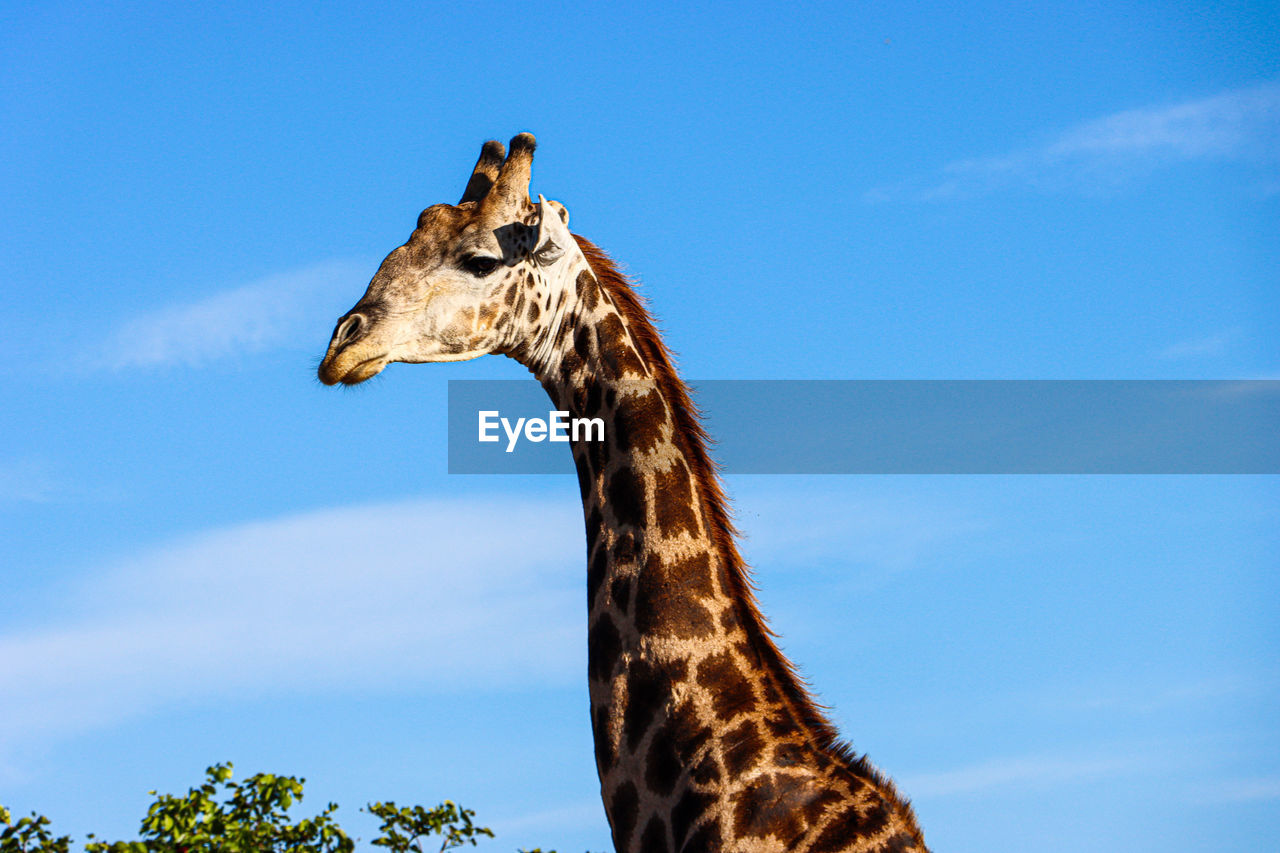 View of giraffe against blue sky
