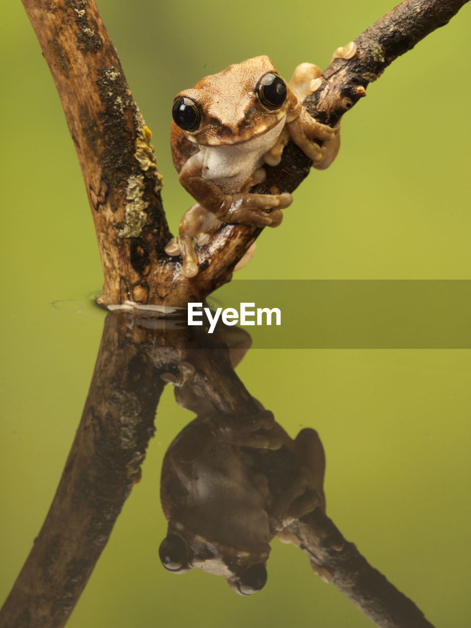 CLOSE-UP OF SNAKE ON TREE TRUNK