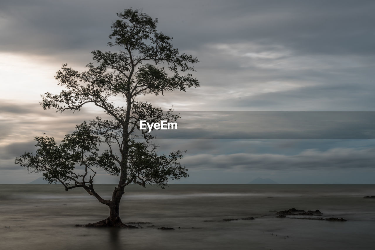 Tree by sea against sky