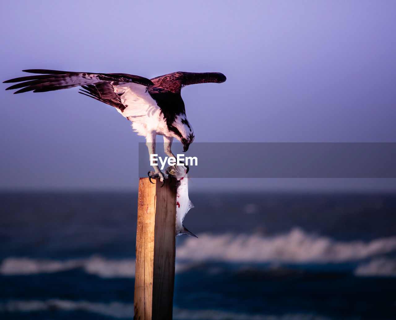 Bird with prey on wooden post against sky