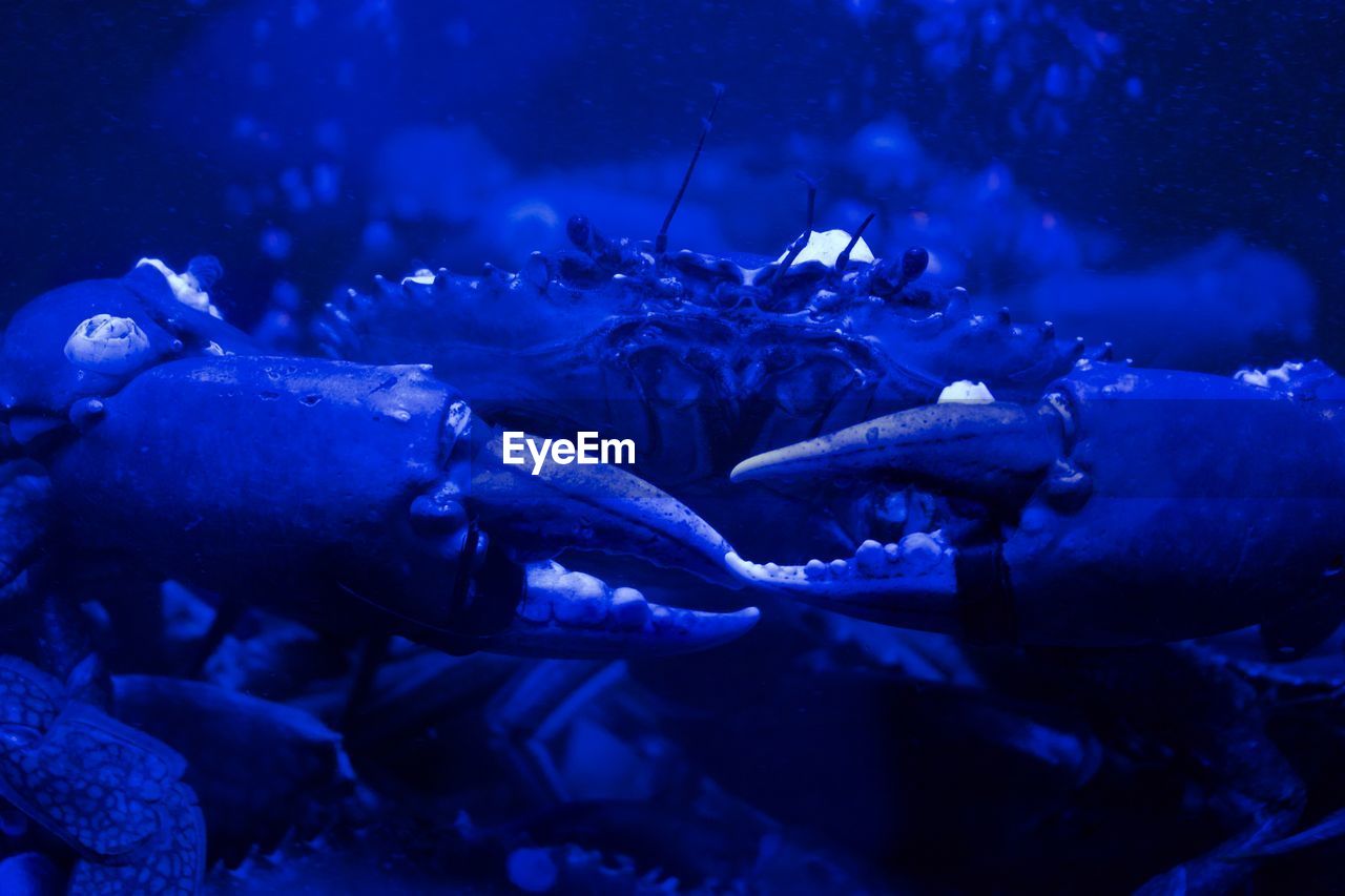 Close-up of crab swimming underwater