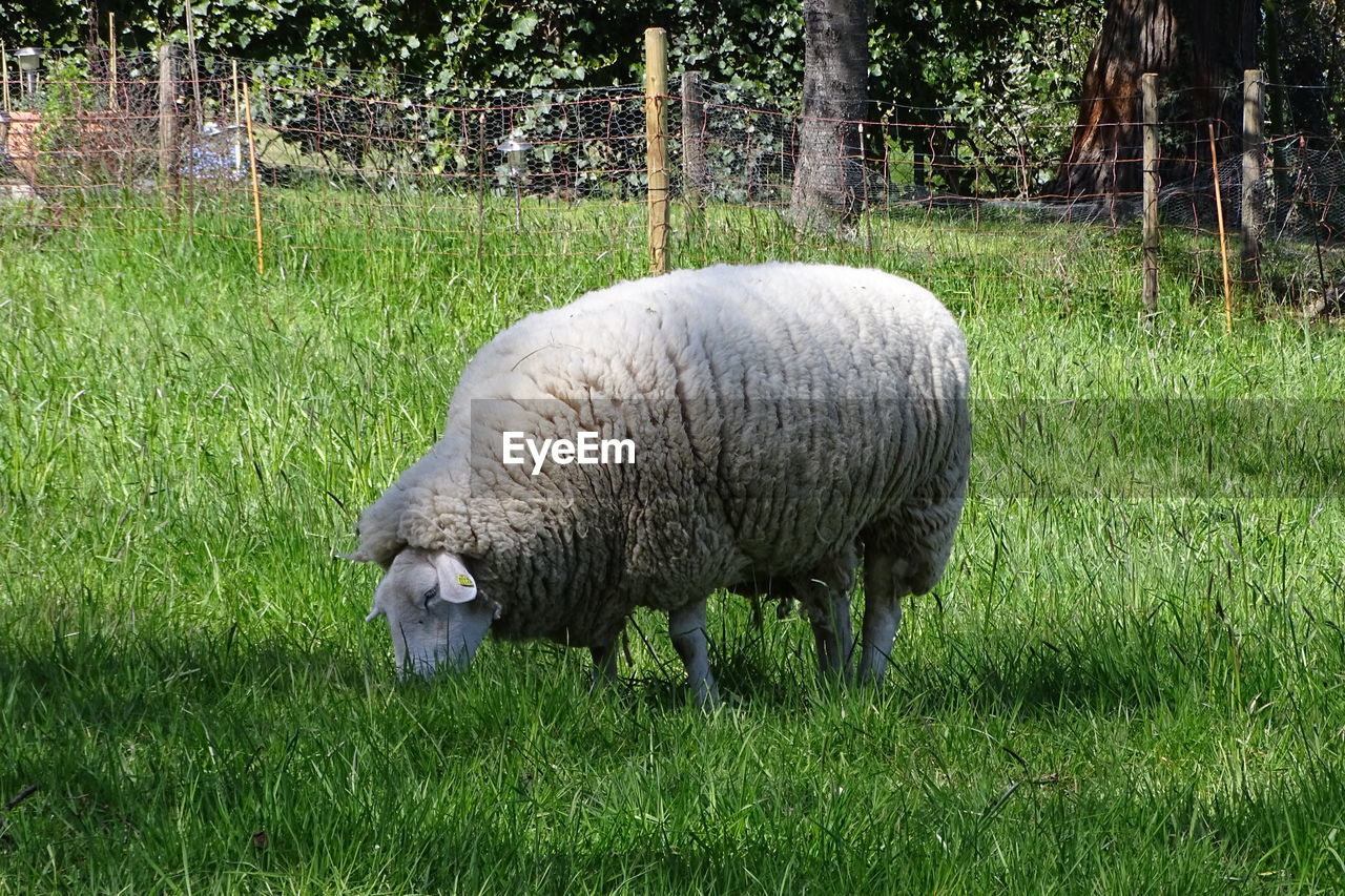 SHEEP GRAZING IN FARM