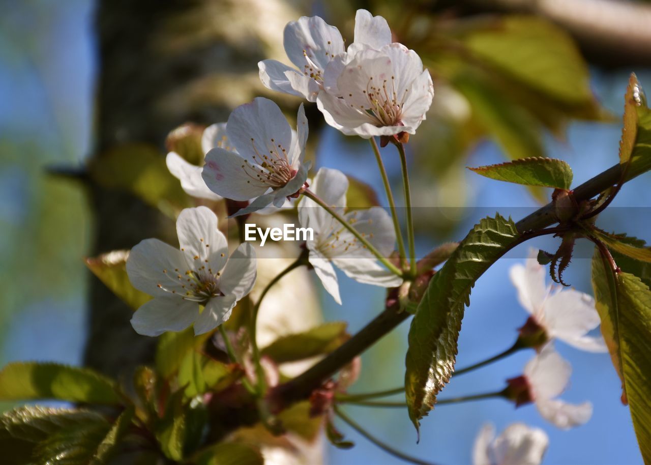 Close-up of white cherry blossoms on tree