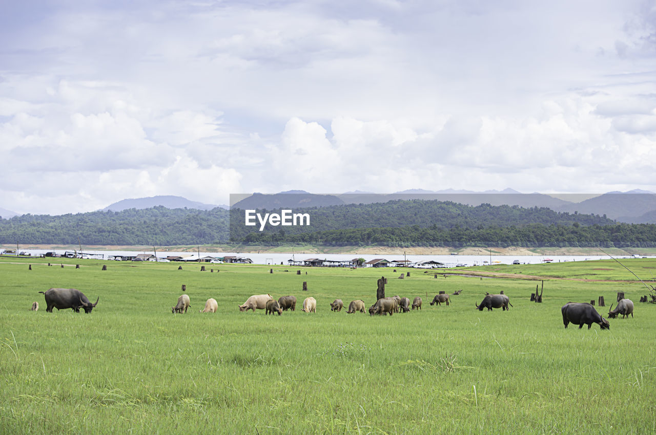 SHEEP GRAZING IN A FIELD