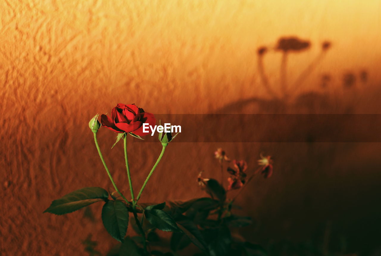 Close-up of red flowering plant