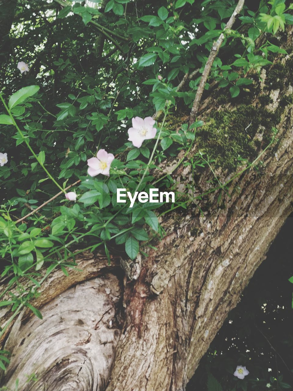 CLOSE-UP OF FLOWERING PLANT IN FOREST