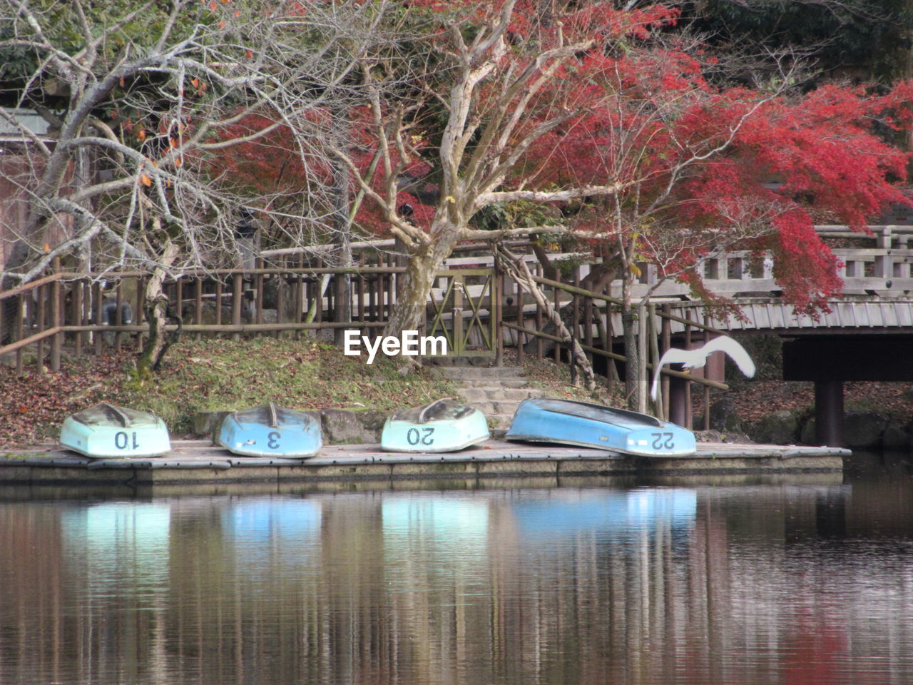 Reflection of trees in water