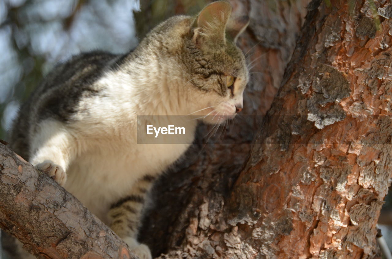 Close-up of a cat