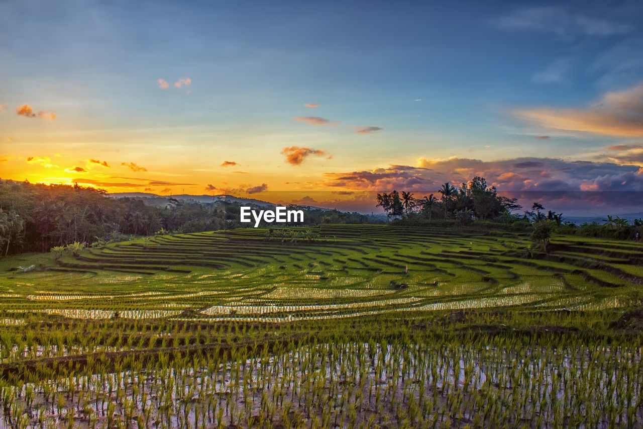 Scenic view of agricultural field against sky during sunset