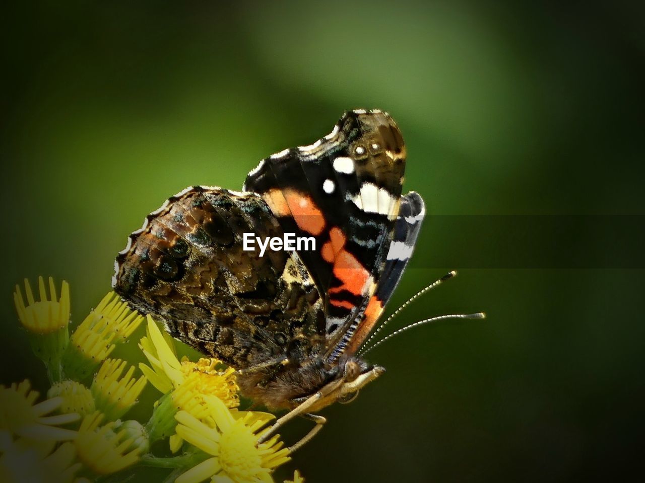 Close-up of butterfly perching on plant