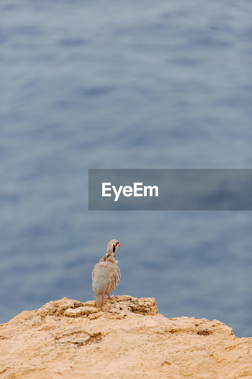 High angle view of bird perching on cliff against sea