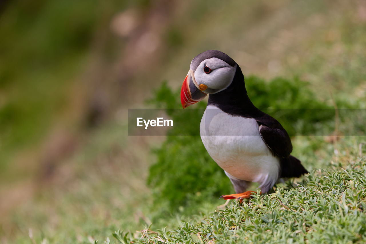 Genus fratercula. puffin atlantic bird in ireland. saltee island