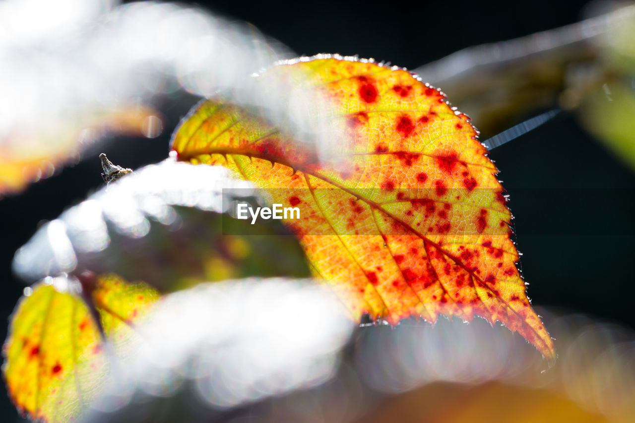 Close-up of autumn leaf