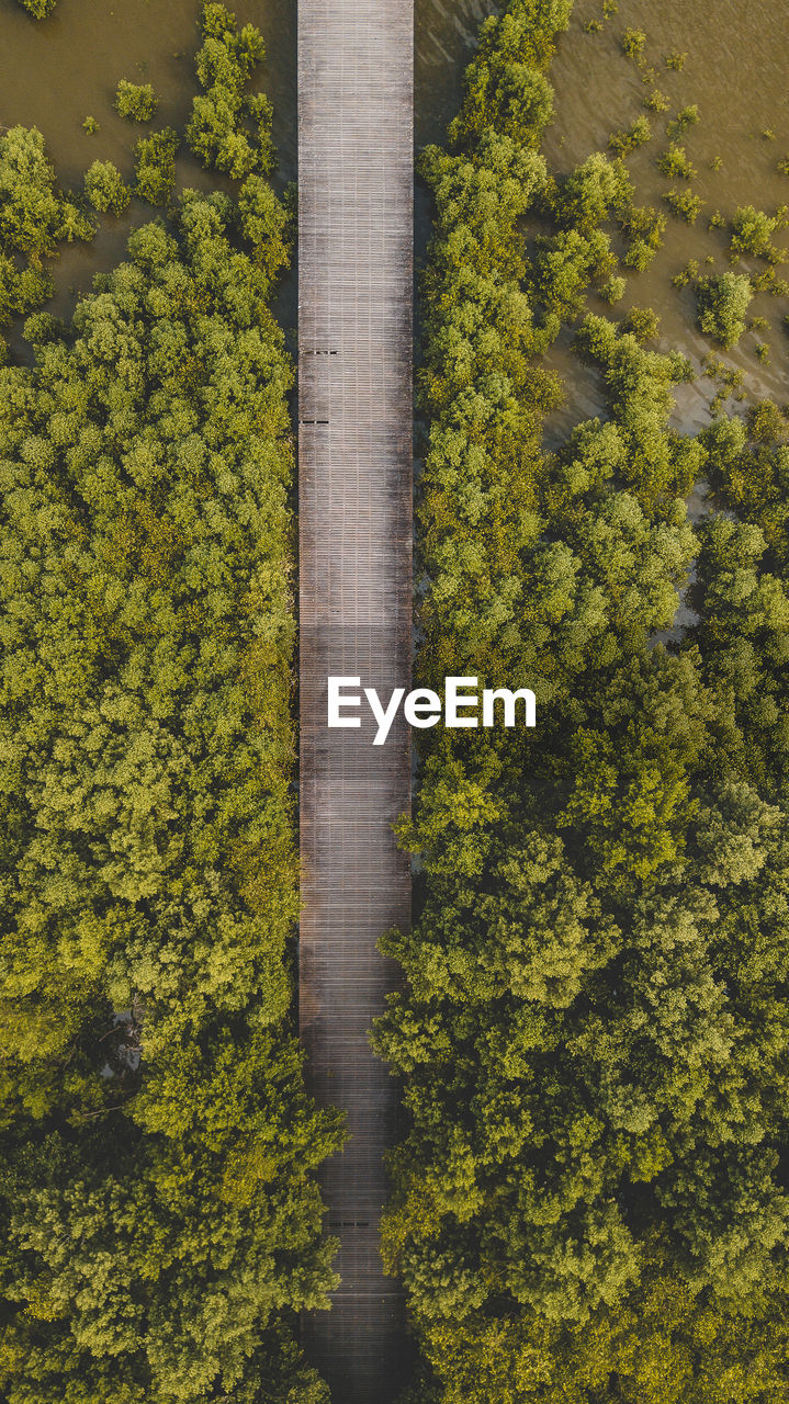 HIGH ANGLE VIEW OF PLANTS GROWING ON LAND