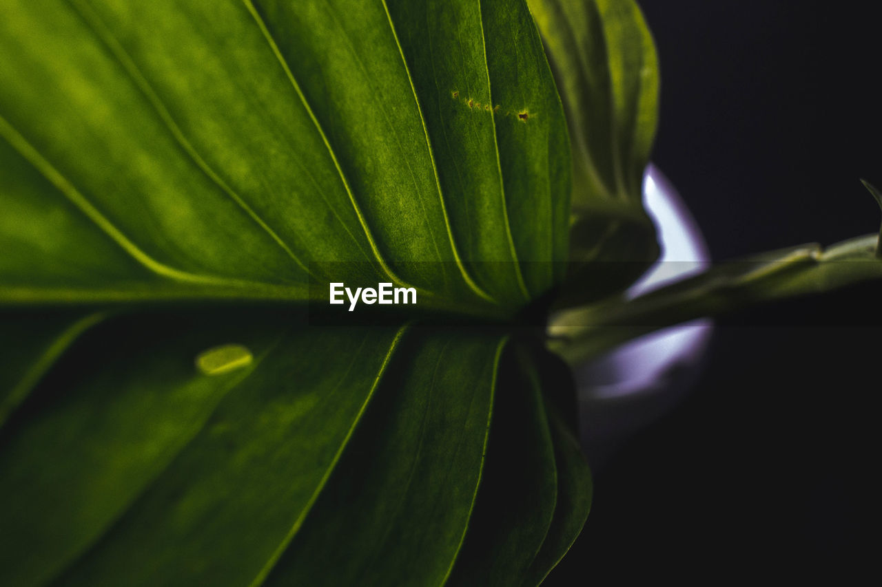 Close-up of fresh green leaf against black background