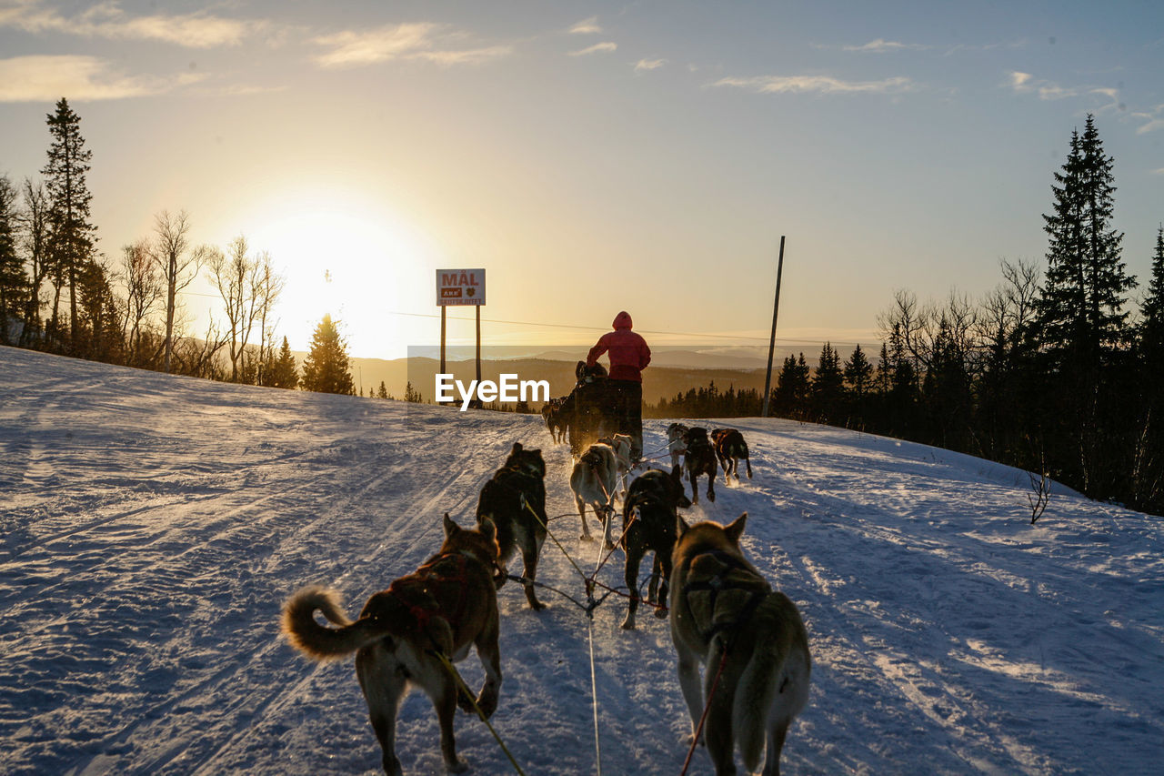 Dogsledding on snowy landscape during sunset