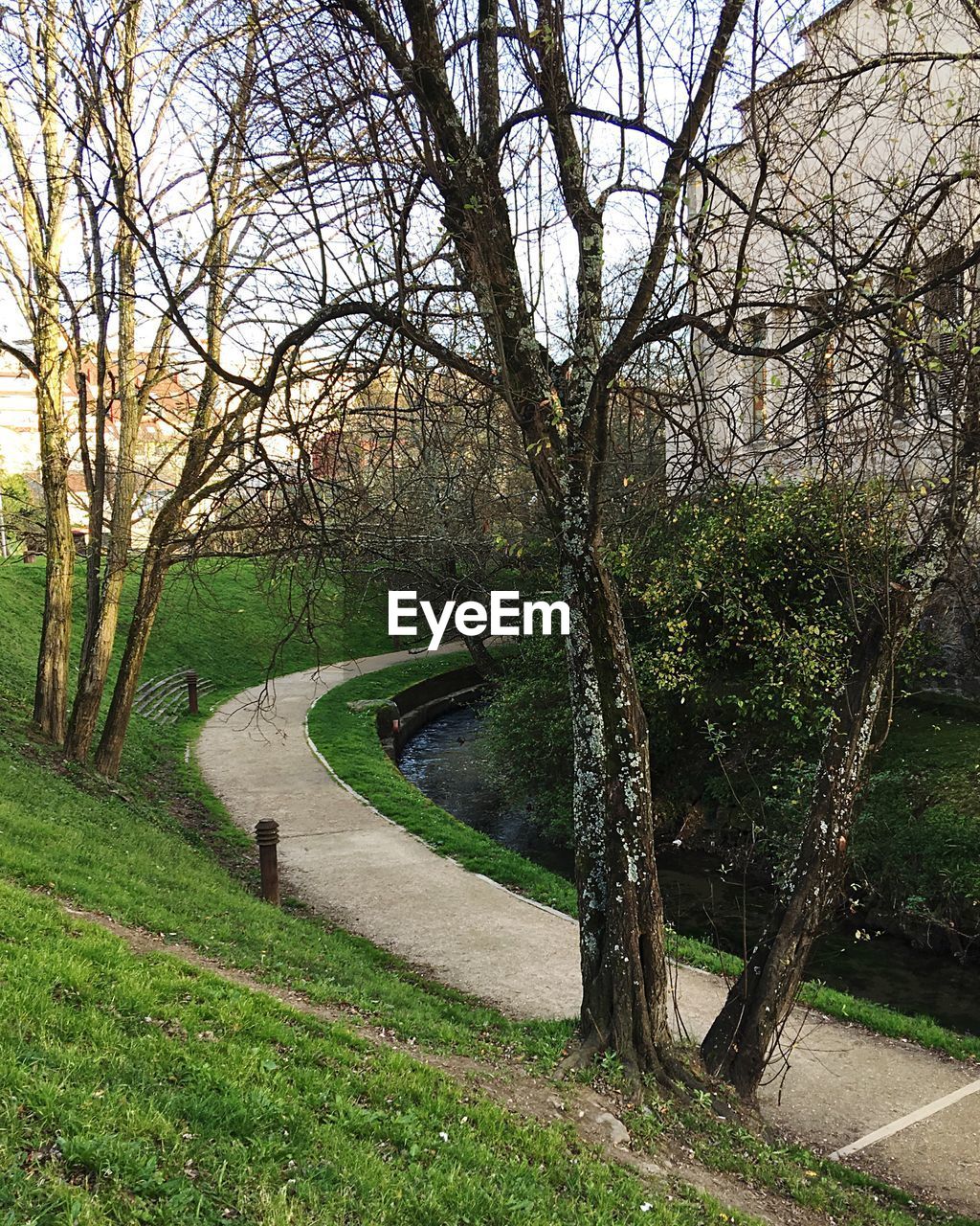 TREES IN PARK