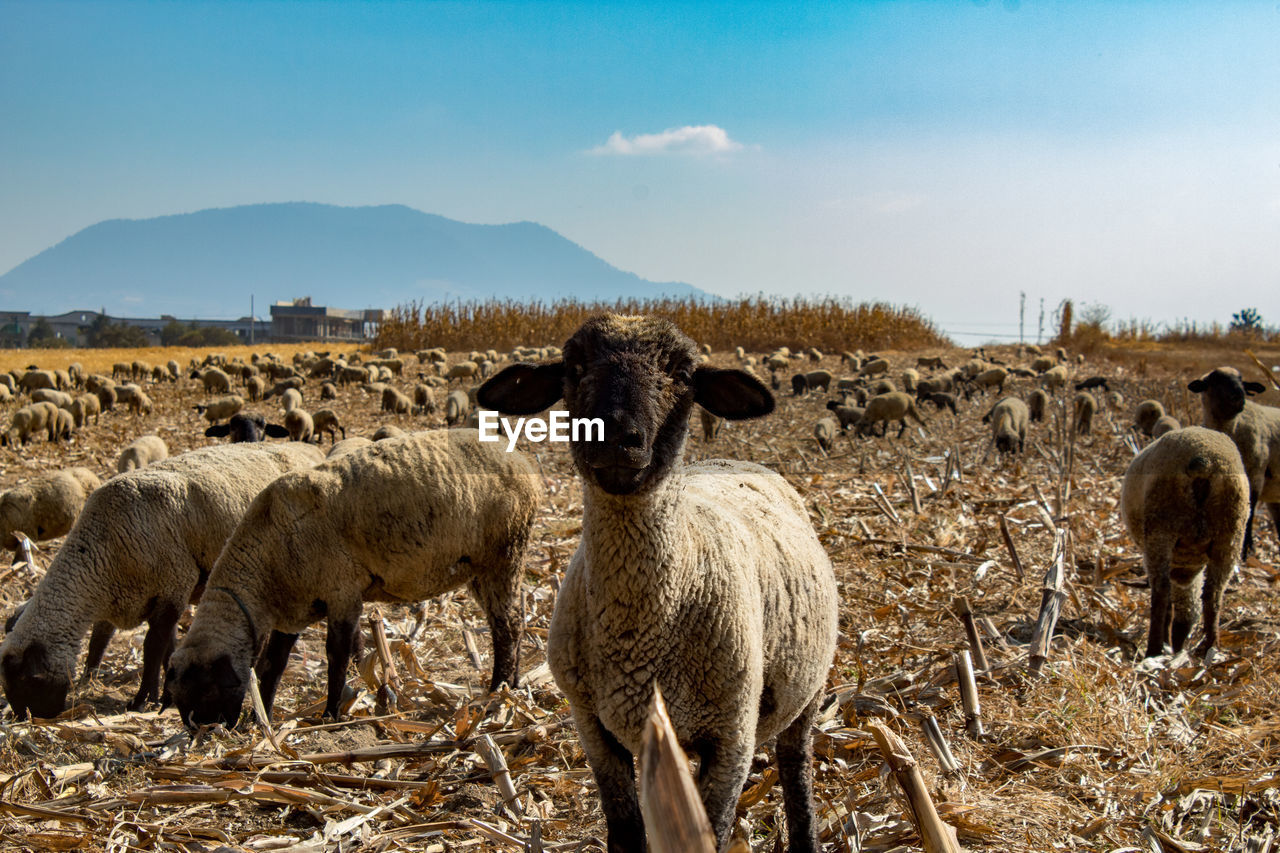 FLOCK OF SHEEP ON FIELD