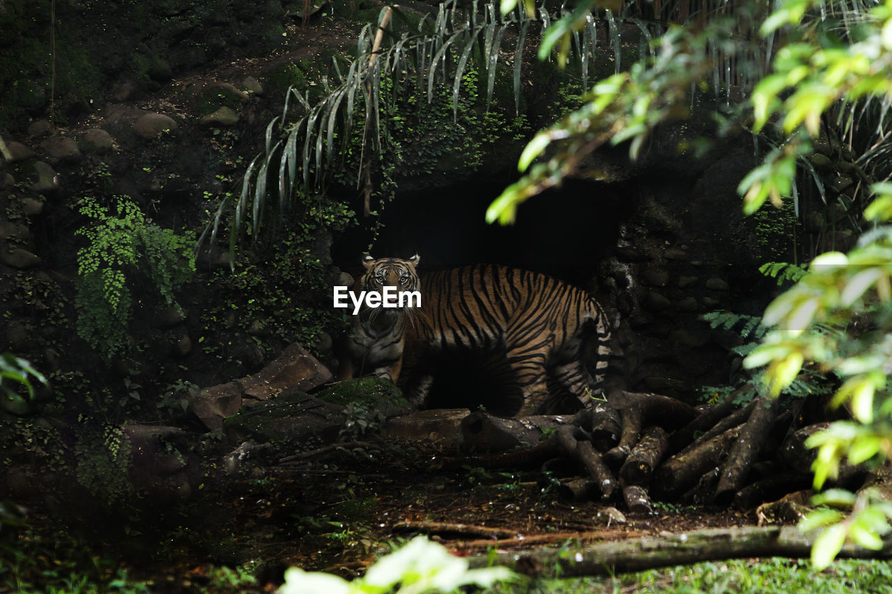 Tiger in a forest