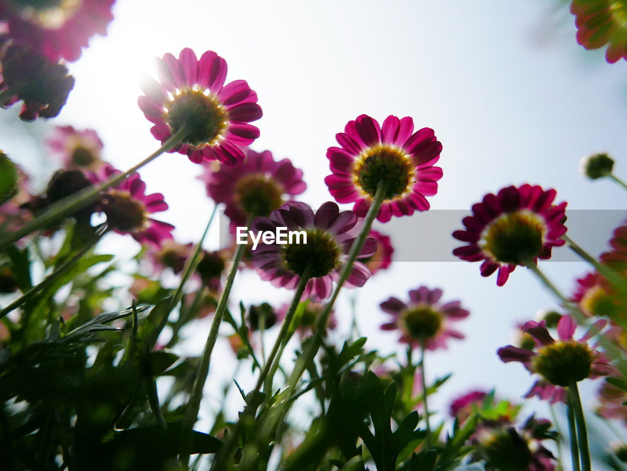 Close-up of pink flowering plants against sky