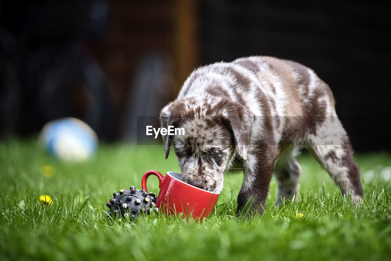 CLOSE-UP OF DOG BALL ON GRASS