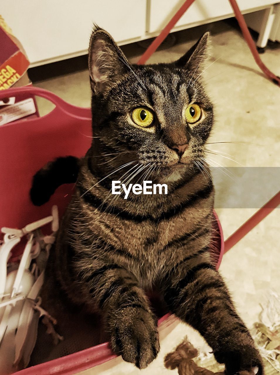 Close-up portrait of tabby cat