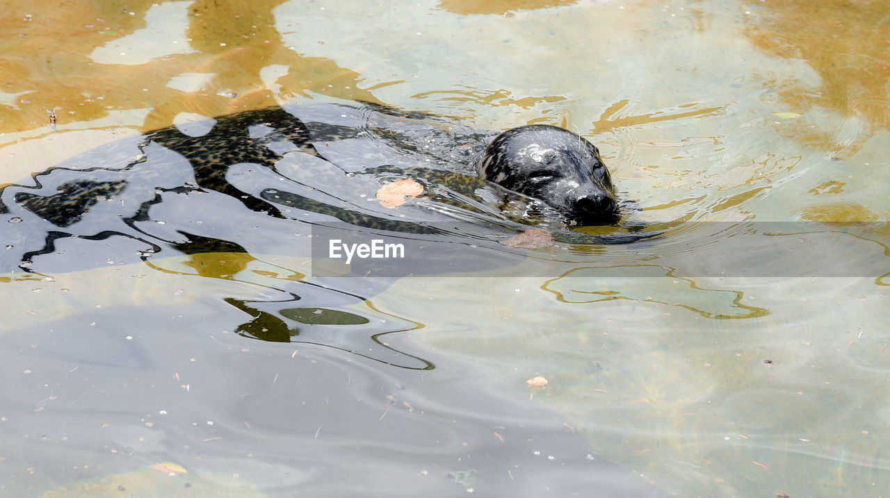 HIGH ANGLE VIEW OF TORTOISE SWIMMING IN LAKE