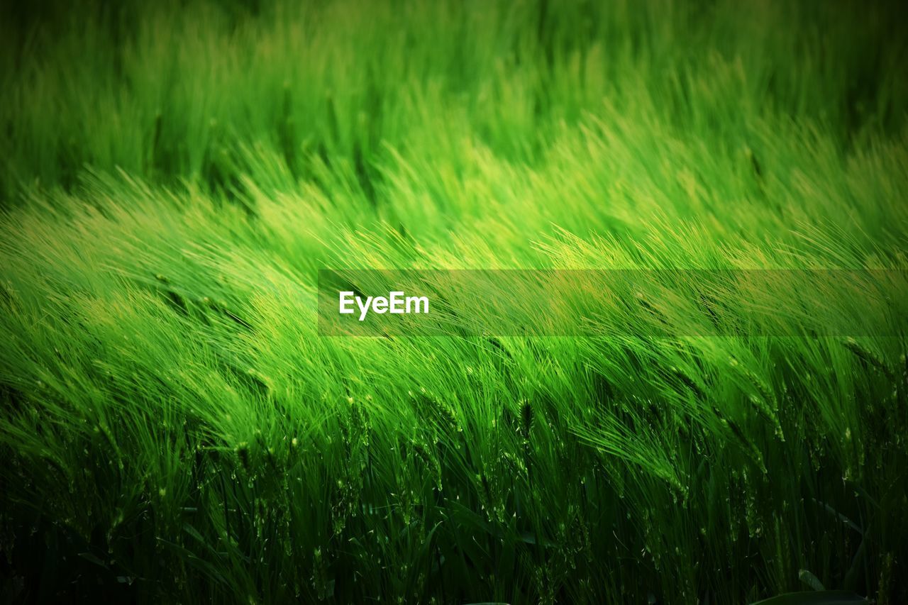 FULL FRAME SHOT OF RICE PADDY