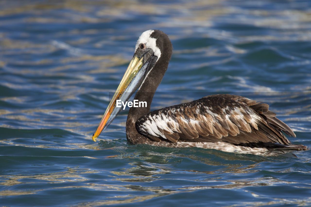 Bird swimming in sea... lonely pelican