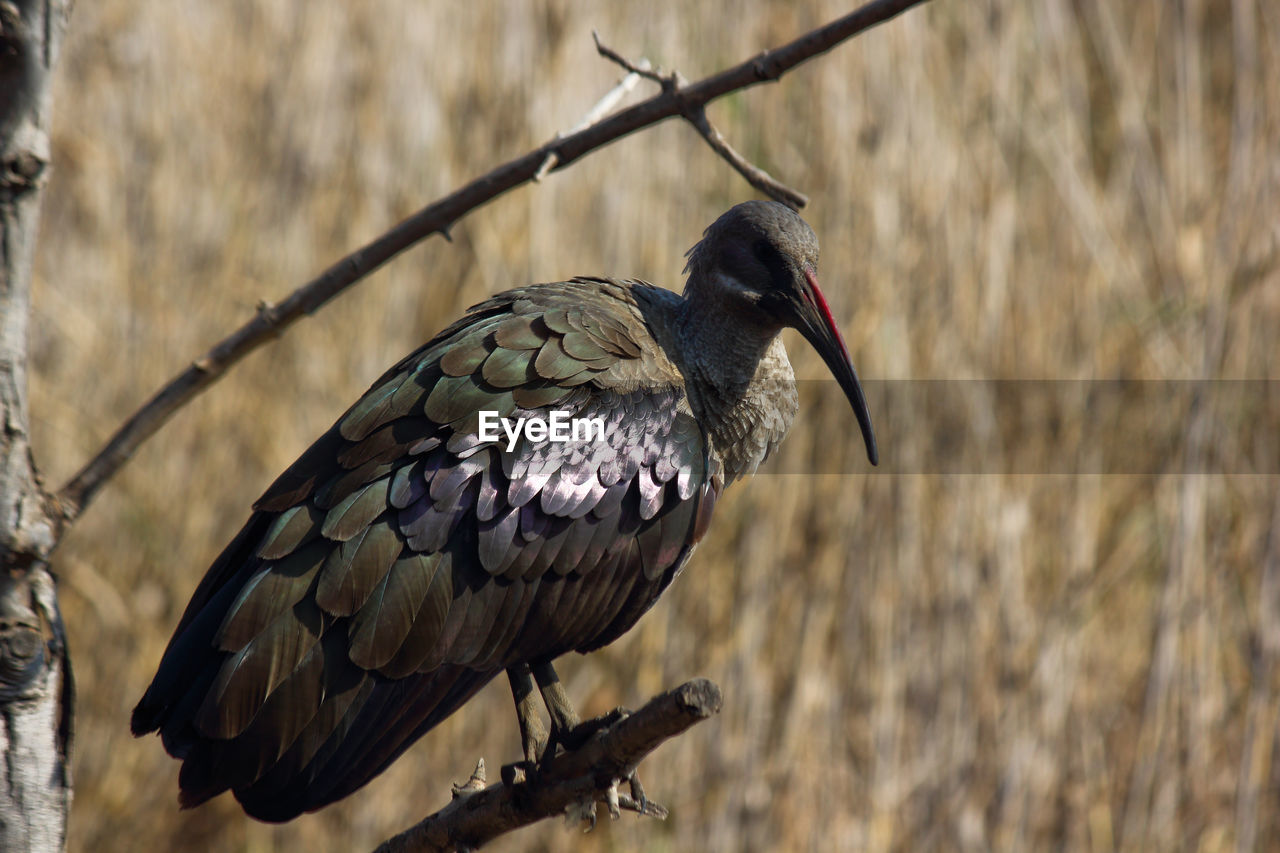 animal, animal themes, bird, animal wildlife, wildlife, one animal, beak, perching, nature, tree, branch, no people, plant, focus on foreground, wing, outdoors, animal body part, day