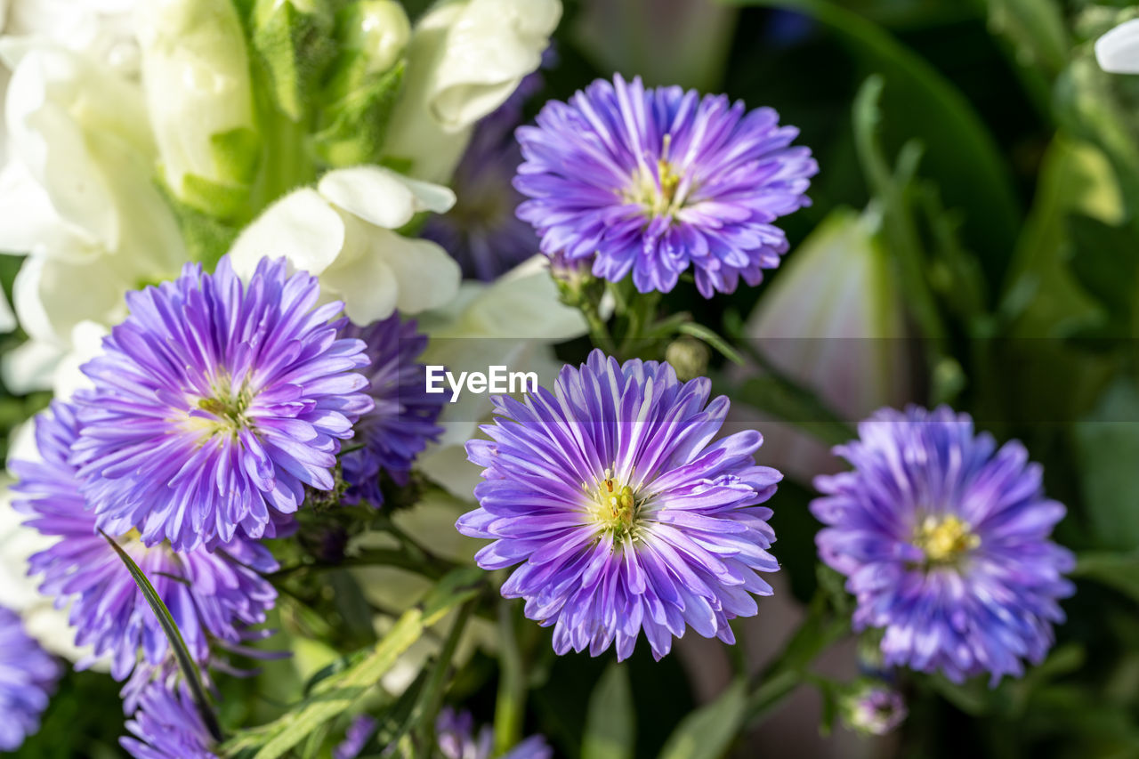 flower, flowering plant, plant, freshness, beauty in nature, purple, close-up, nature, growth, flower head, fragility, inflorescence, petal, no people, plant part, vegetable, leaf, botany, food and drink, blossom, aster, food, garden, focus on foreground, outdoors, produce, springtime, flowerbed, summer, wildflower, medicine, day