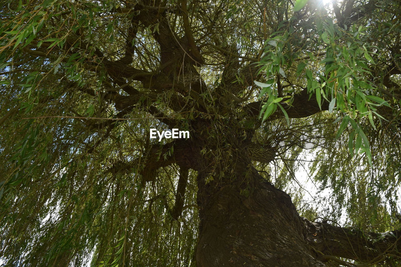 LOW ANGLE VIEW OF TREE TRUNKS IN FOREST