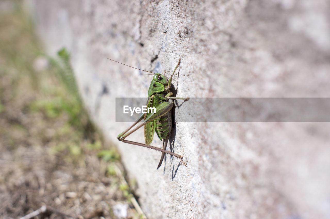 animal themes, animal, animal wildlife, one animal, wildlife, insect, close-up, macro photography, nature, no people, day, green, outdoors, wall - building feature, selective focus, animal body part, rock, focus on foreground, plant