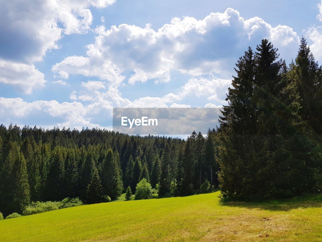 Scenic view of trees on field against sky