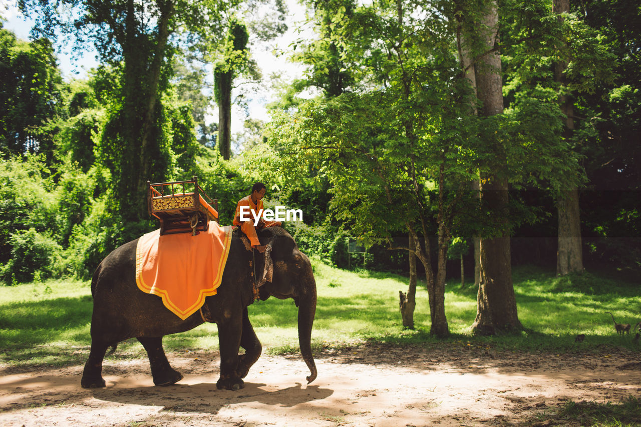 VIEW OF PEOPLE RIDING HORSE IN FOREST