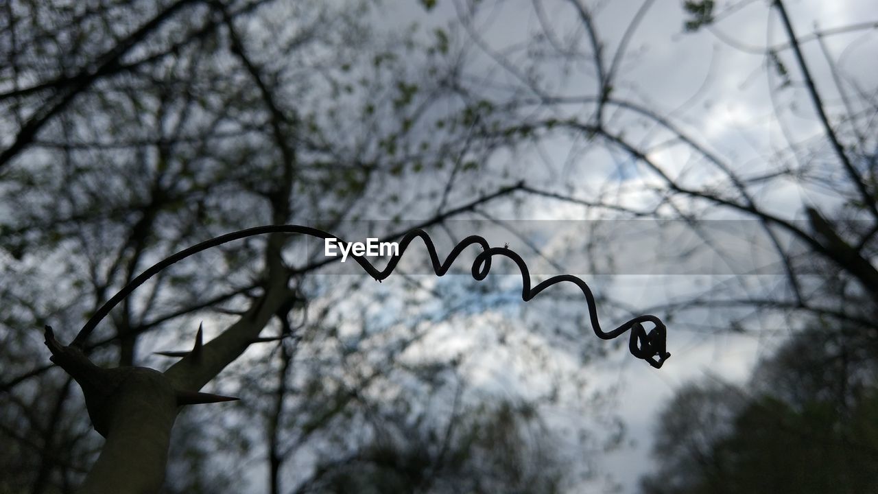 CLOSE-UP LOW ANGLE VIEW OF BARE TREE AGAINST SKY