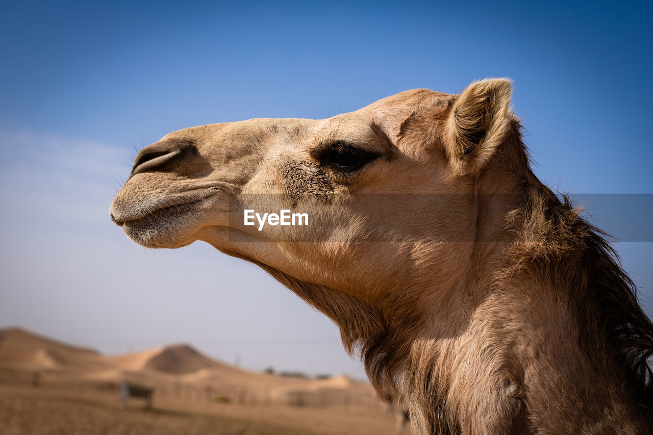 Camel face in profile