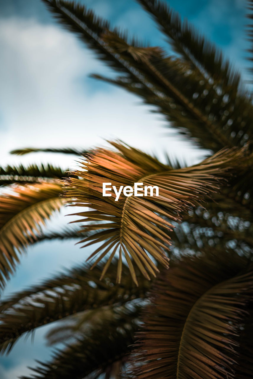 Close-up of palm leaves