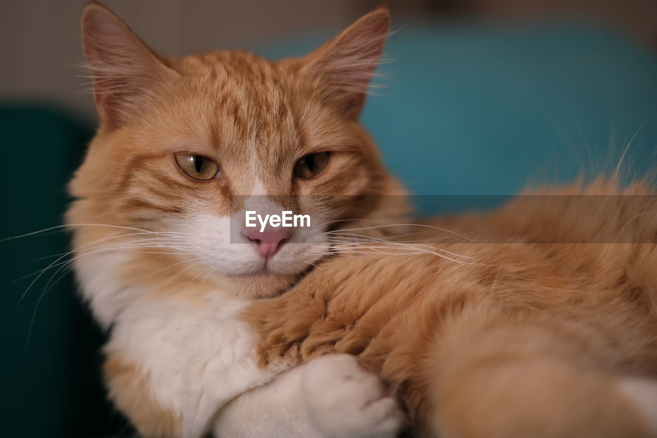 CLOSE-UP OF A CAT