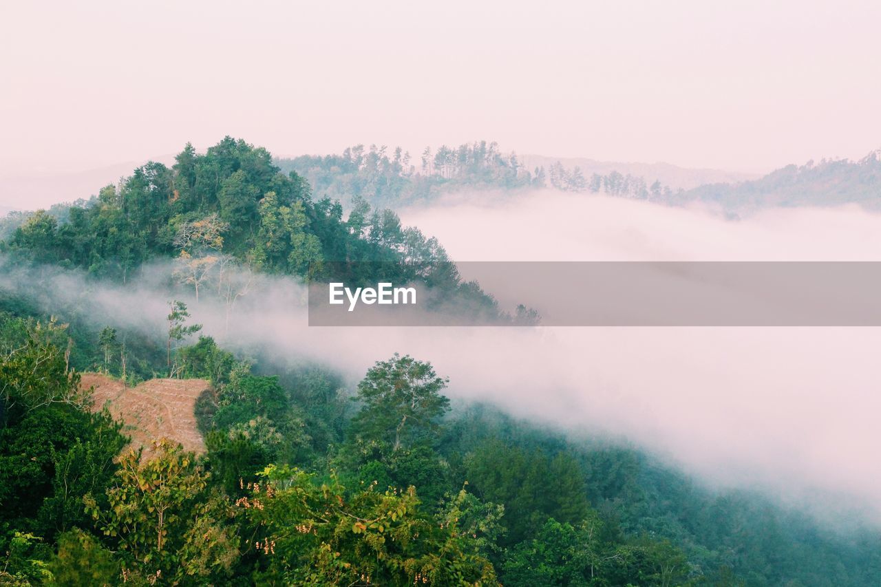 Scenic view of forest against sky